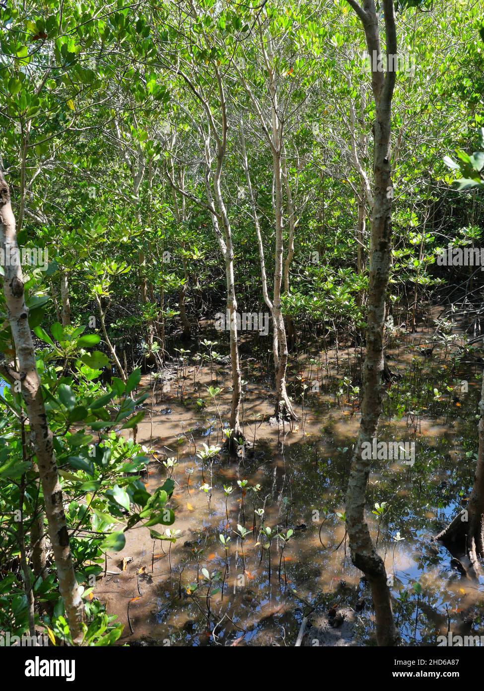 Le radici di mangrovie nel fango allagato nella foresta al Parco della Foresta di Pranburi, flusso d'acqua naturale, Thailandia Foto Stock