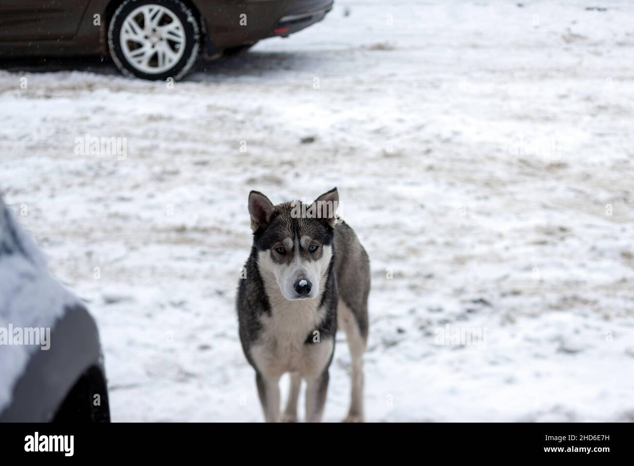 scatena il cane perso sulla strada nevosa, scena invernale Foto Stock