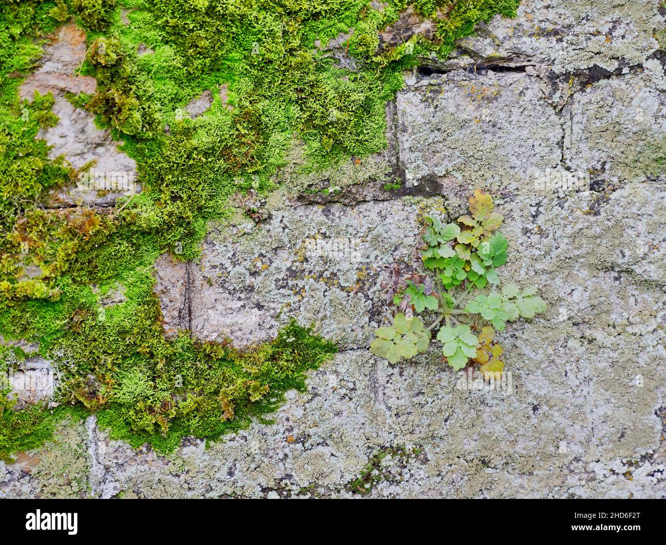 Muratura coltivata con lichen, muschi e piante piccole Foto Stock