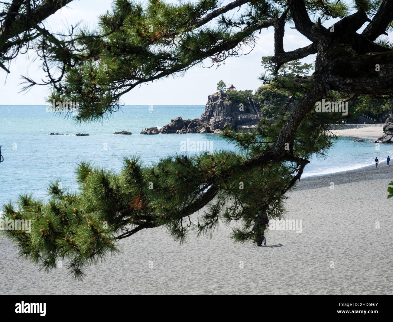 Pino sulla spiaggia di Katsurahama, un famoso punto panoramico alla periferia della città di Kochi Foto Stock