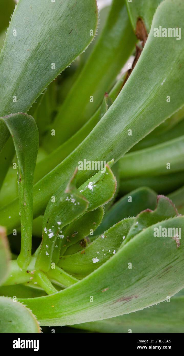 Succulento con mealy bug infestazione primo piano Foto Stock