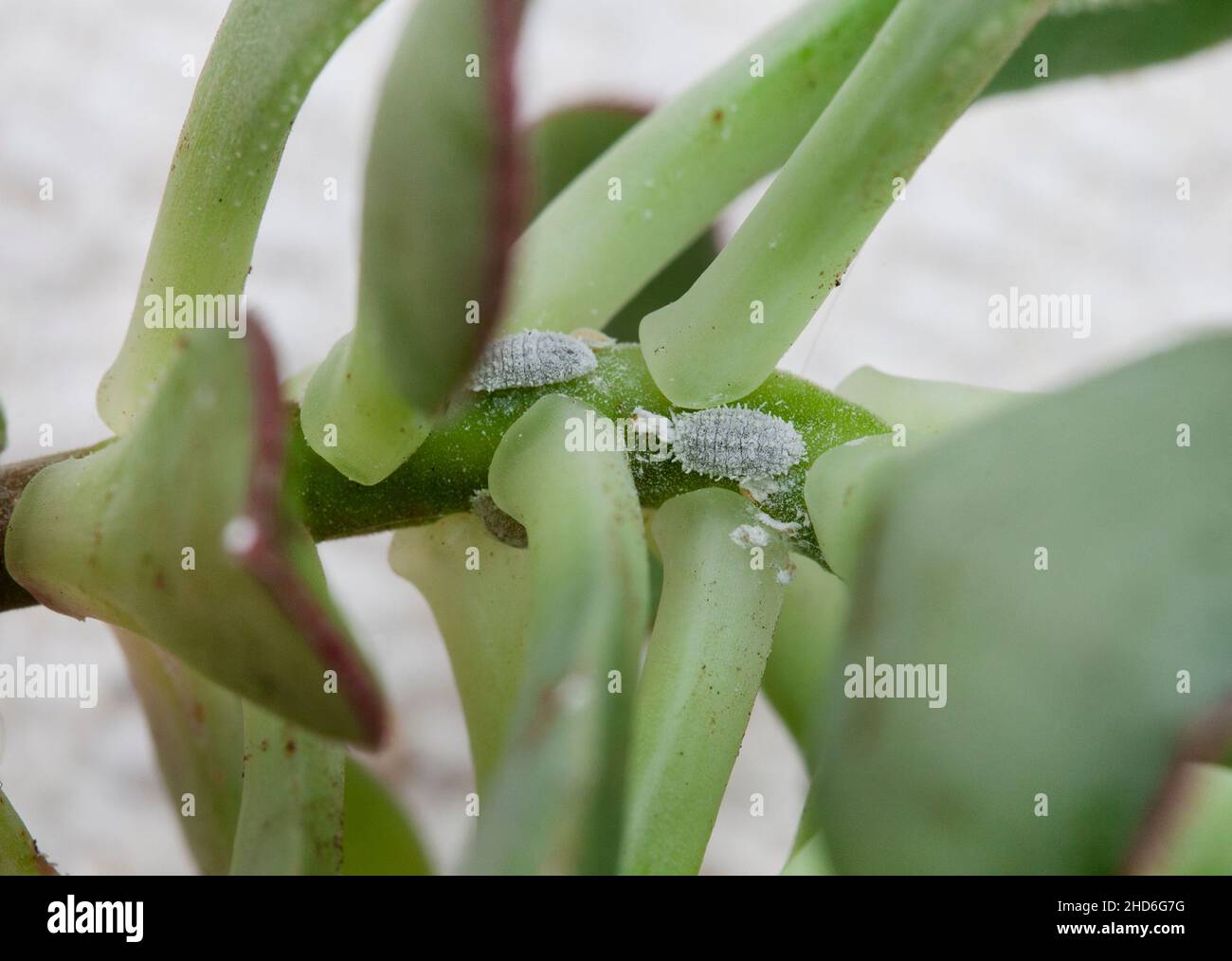 Succulento con mealy bug infestazione primo piano Foto Stock