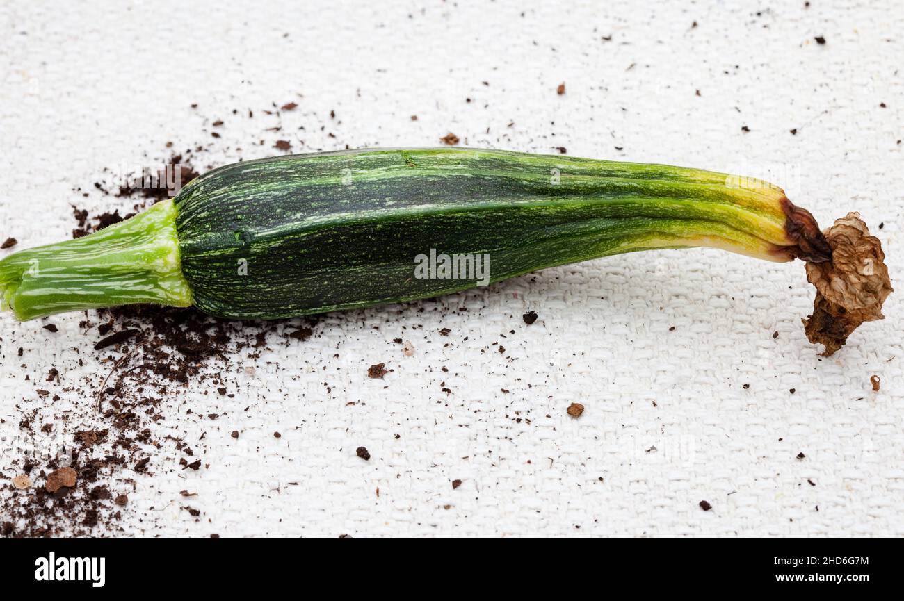 zucca con fine fiore marciume Foto Stock