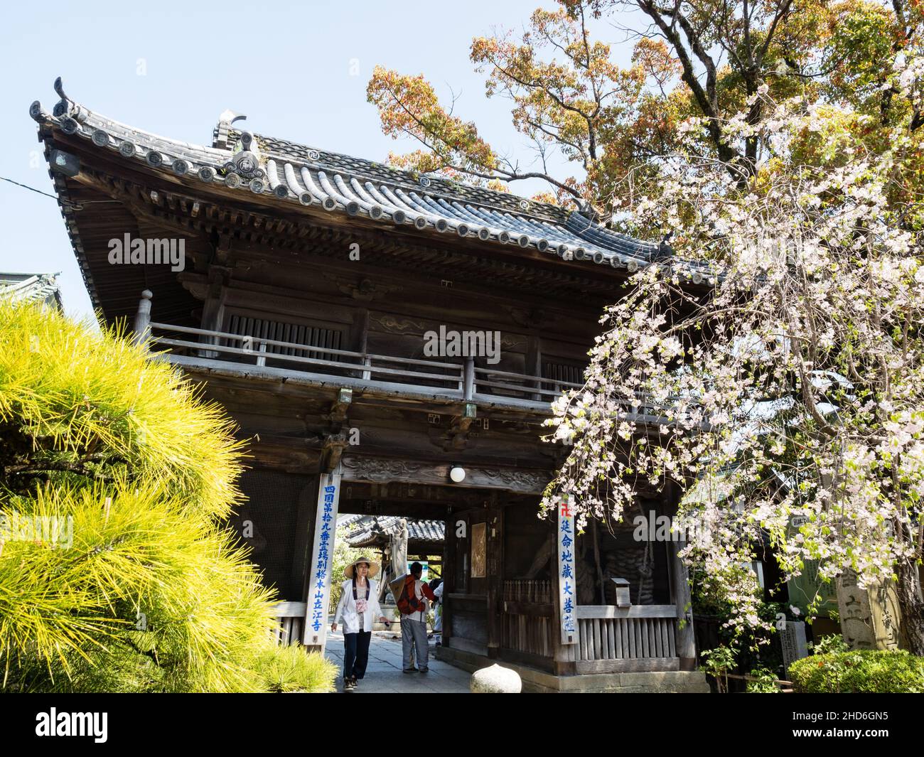 Komatsushima, Giappone - 4 aprile 2018: Fiori di ciliegio all'ingresso di Tatsueji, tempio numero 19 del pellegrinaggio Shikoku Foto Stock