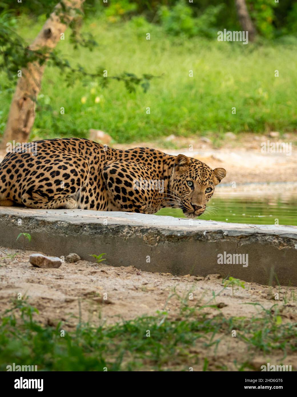 Indiano maschio leopardo o pantera ritratto quenching sete o bere acqua dal waterhole con contatto visivo nel safari nella foresta dell'india centrale Foto Stock