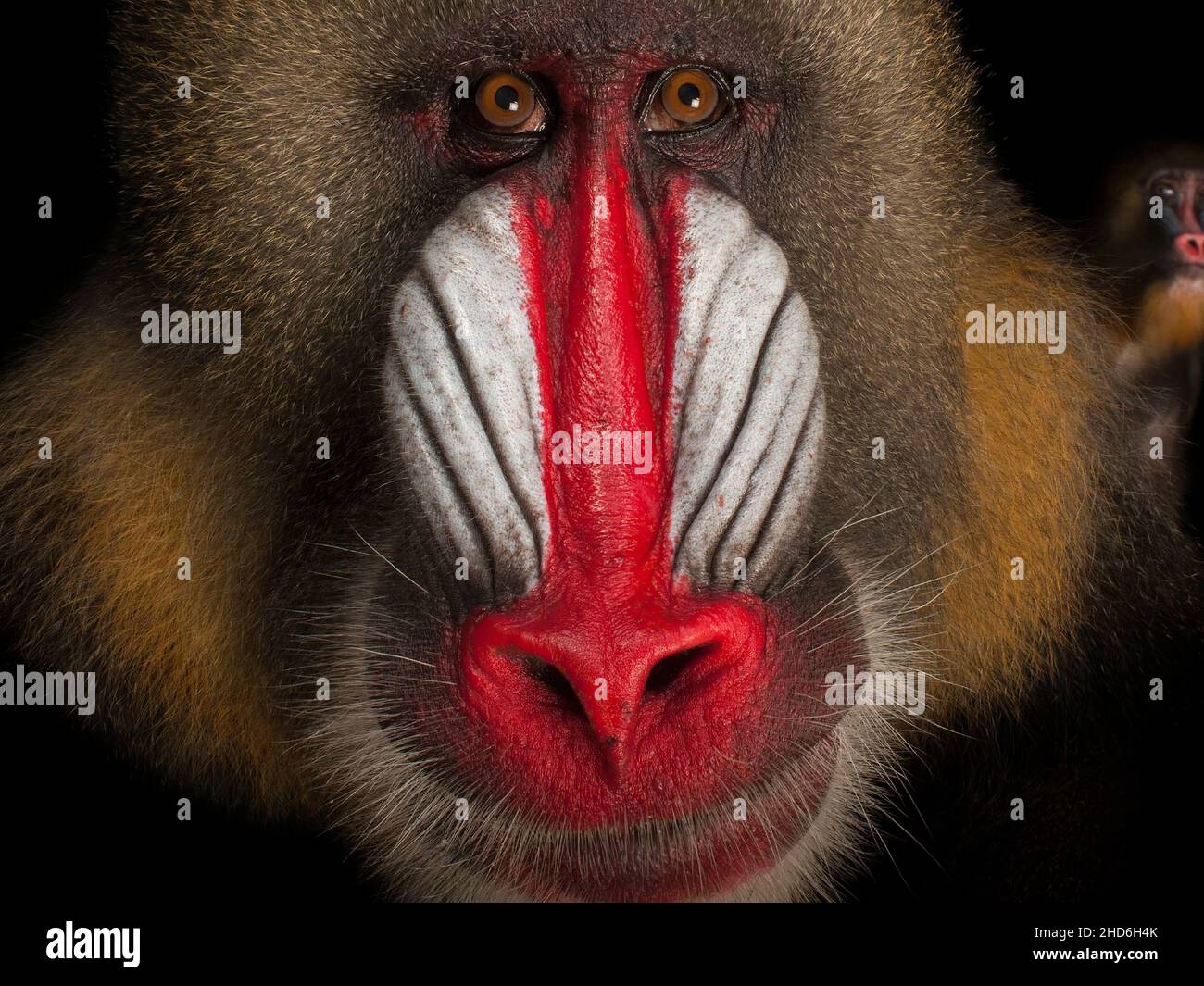 scimmia Foto Stock