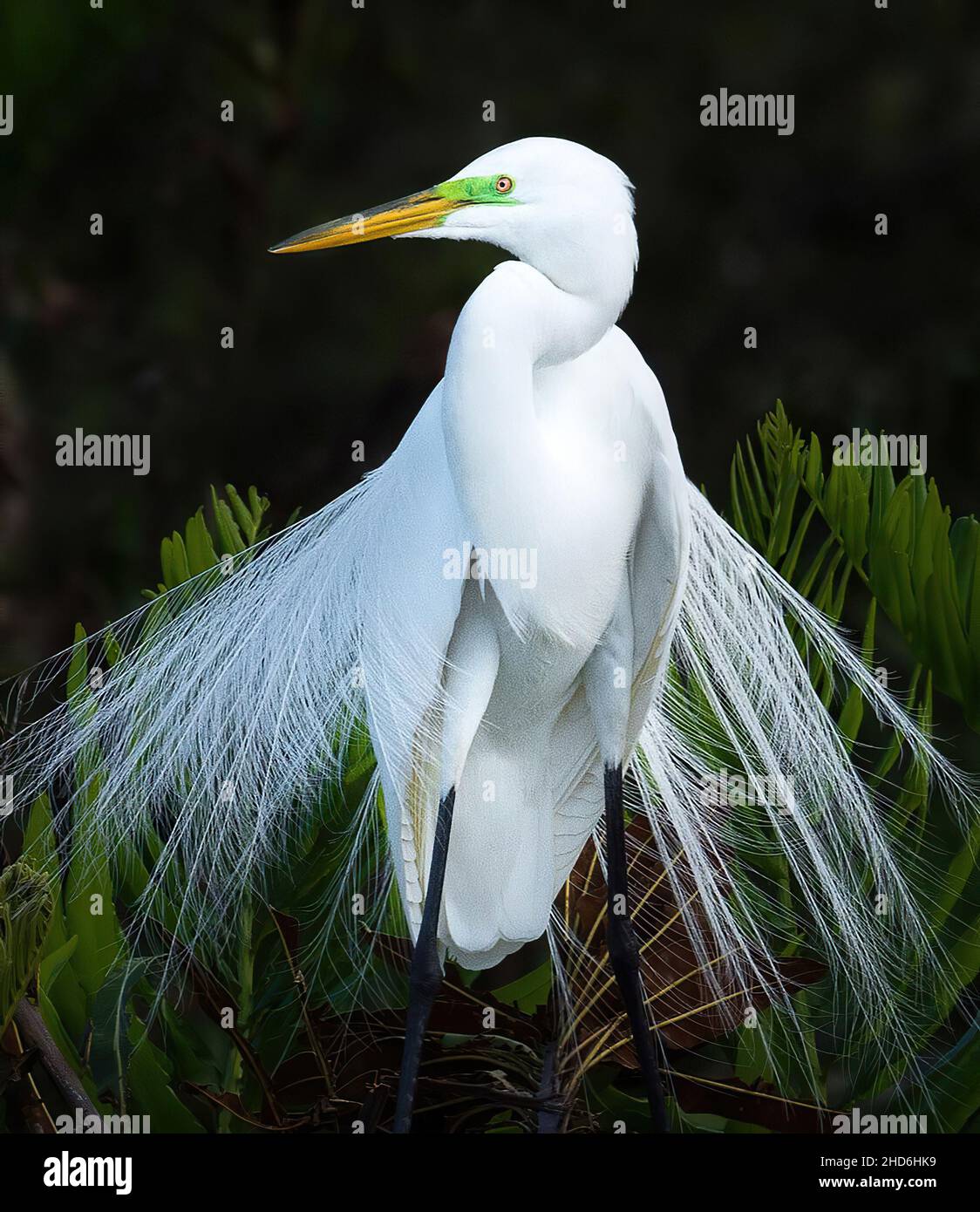 grande uccello di egret bello sguardo Foto Stock