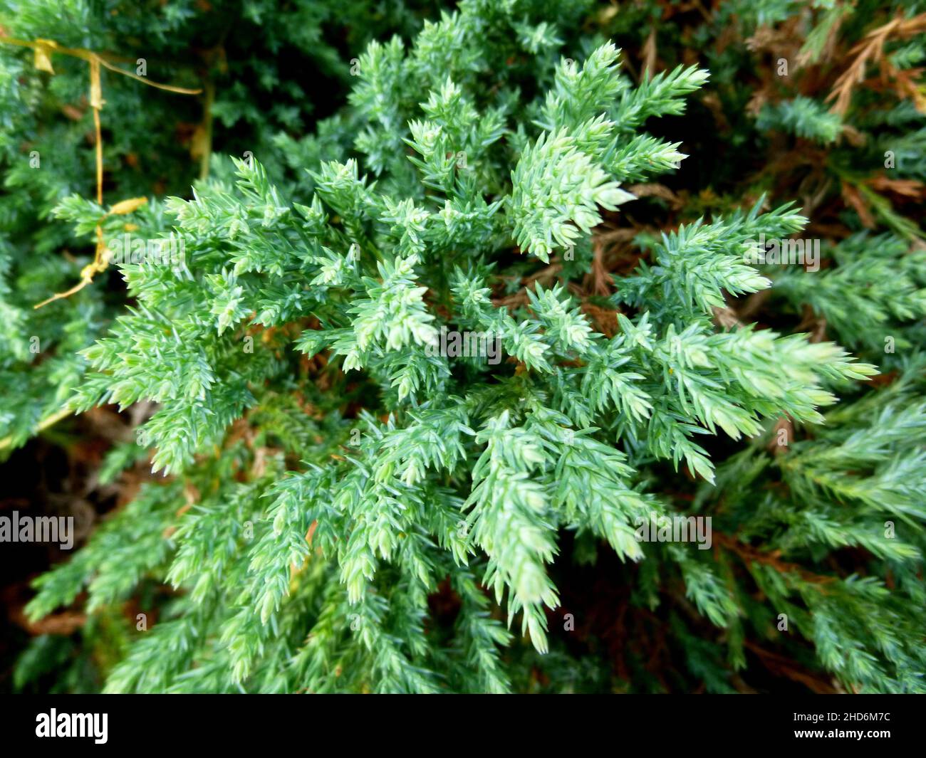 Juniperus occidentalis, ginepro occidentale. Rami con aghi verdi. Estate giorno di sole in un giardino in Siberia Russia Foto Stock