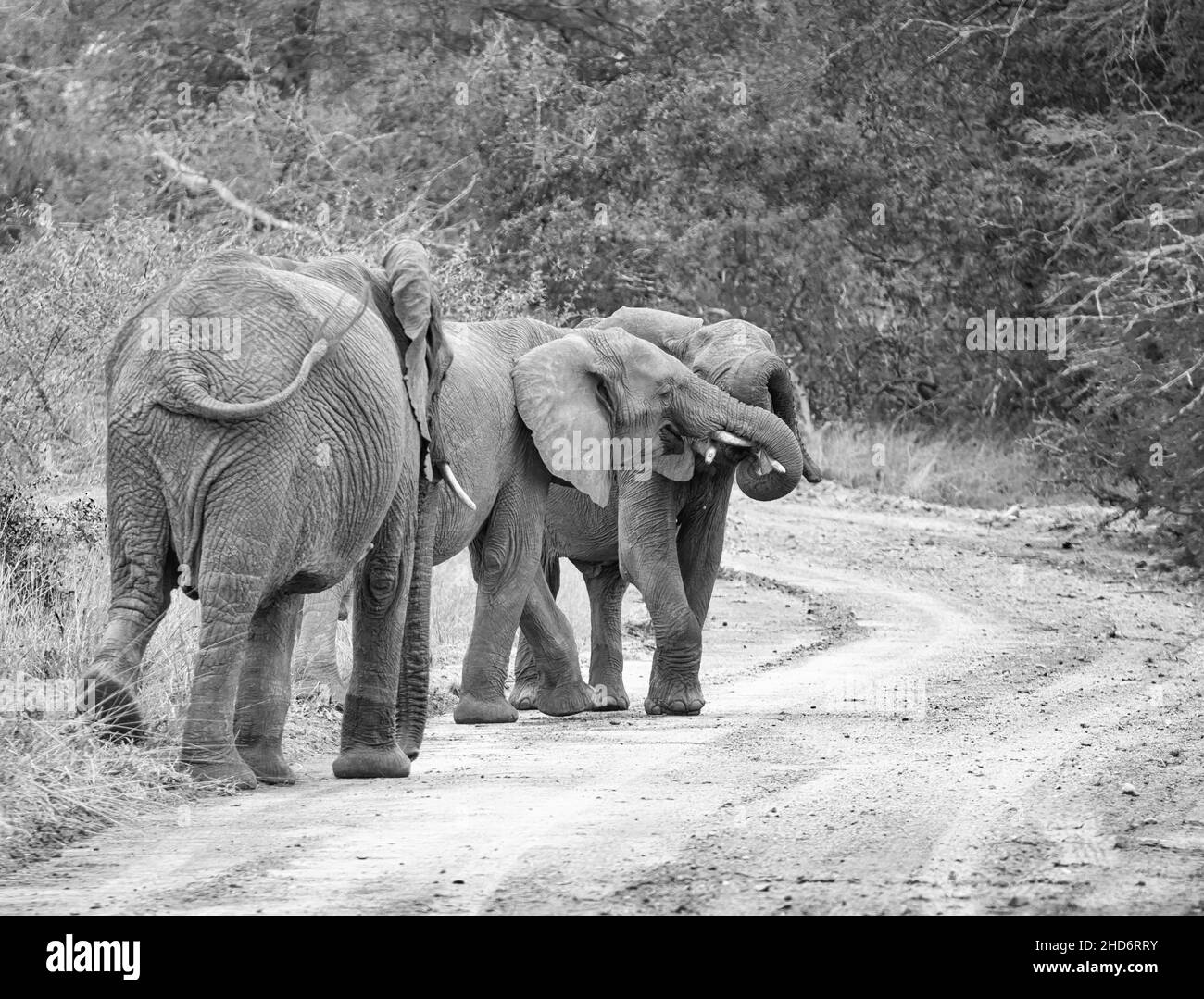 Giovani Elefanti che giocano su una pista sterrata nella savana dell'Africa meridionale Foto Stock