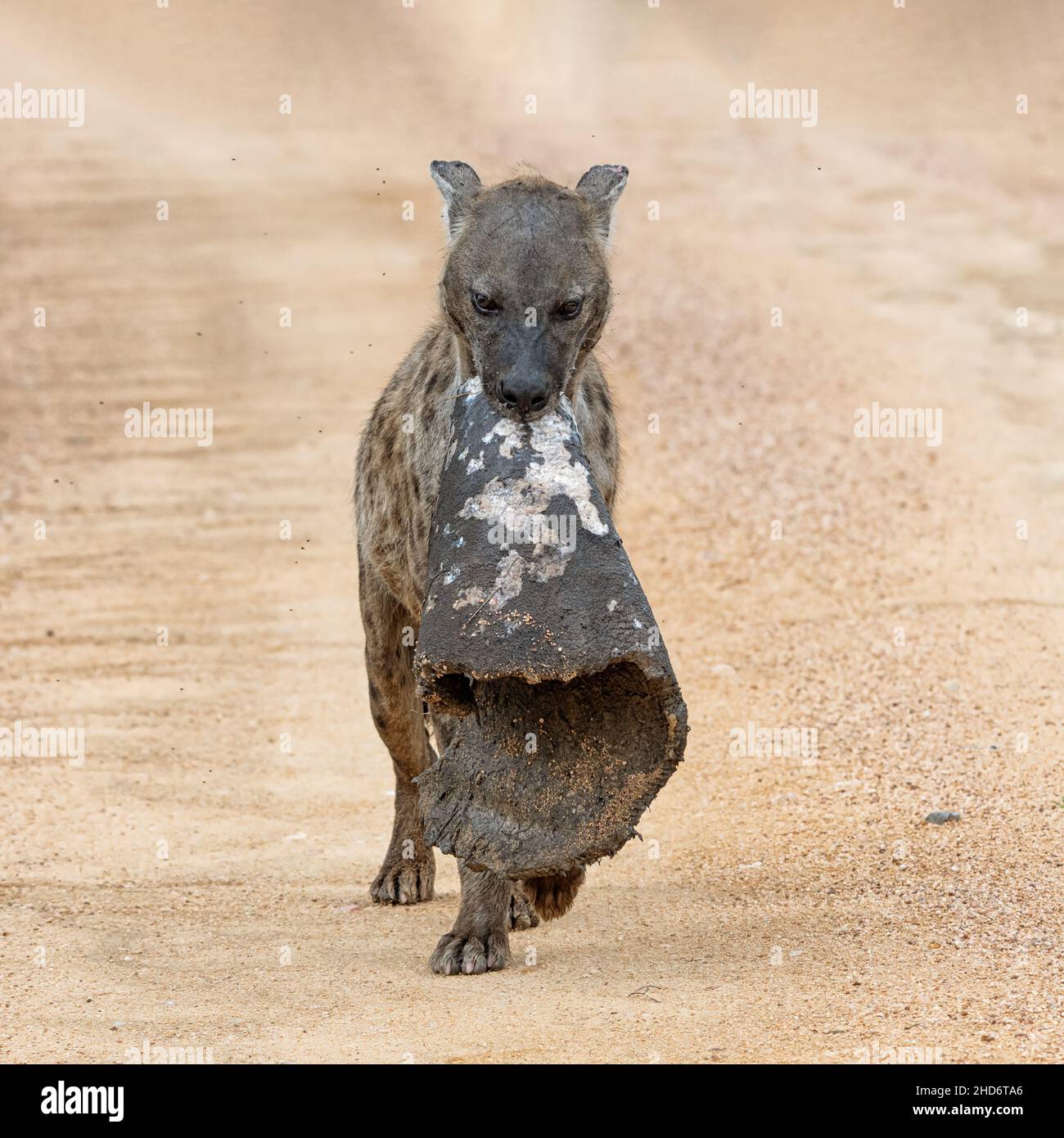 Una Hyena puntata che cammina lungo una pista sterrata nella savana del Sud Africa portando un pezzo di pelle di elefante Foto Stock