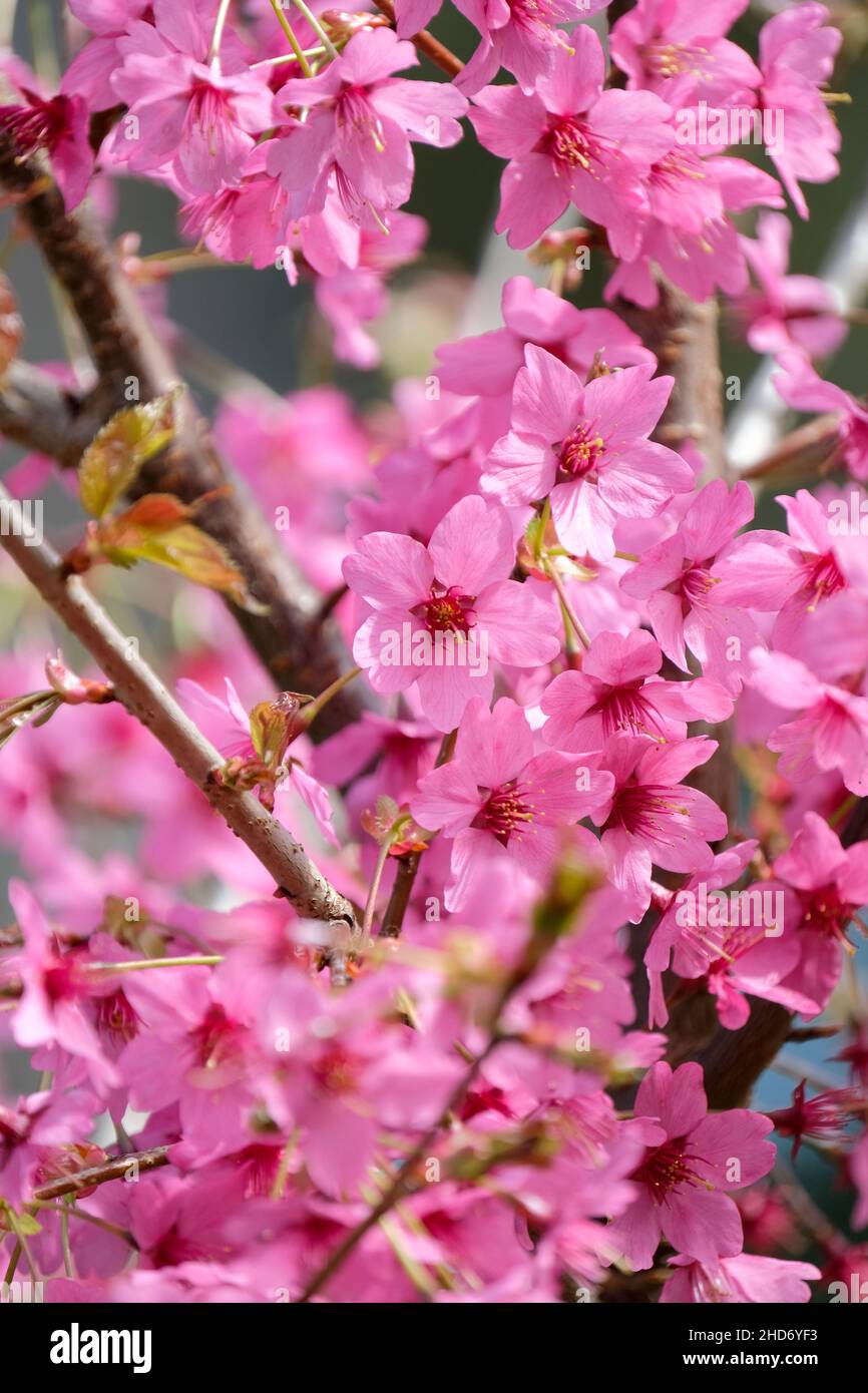 Fiore Ciliegio, Prunus 'Collingwood Ingram', Ciliegio 'Collingwood Ingram' rosa profondo fiori di primavera Foto Stock