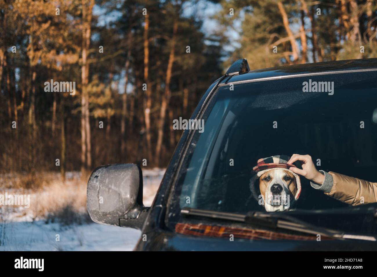 Divertente staffordshire terrier seduto in un'auto, mano umana raddrizzando il suo cappello invernale. Stile di vita invernale attivo con cani, guida con animali domestici nella natura Foto Stock