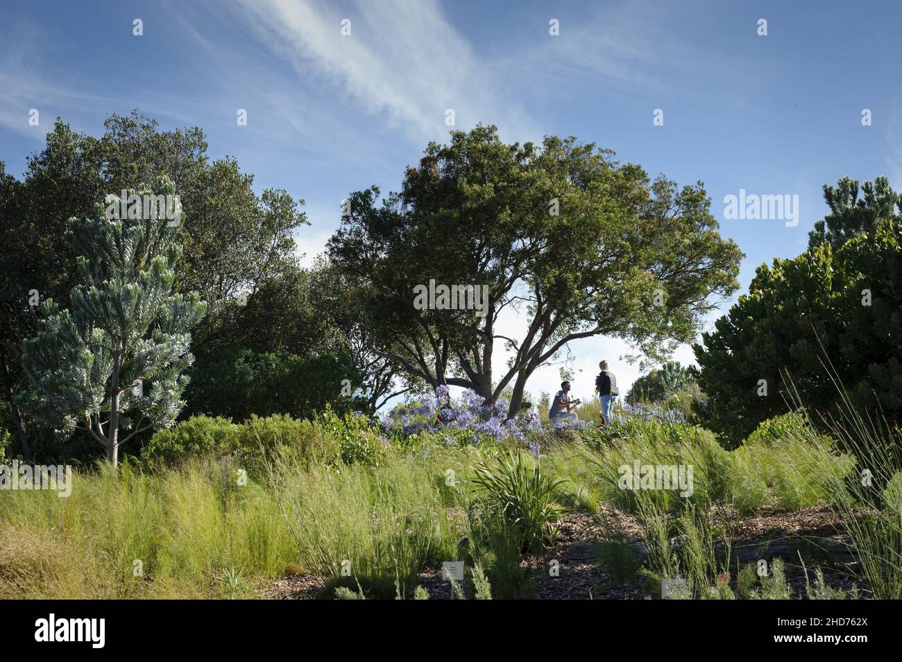 Una proposta di matrimonio nei giardini Kirstensbosch di Città del Capo e l'apice di una rete di giardini di conservazione in Sudafrica Foto Stock