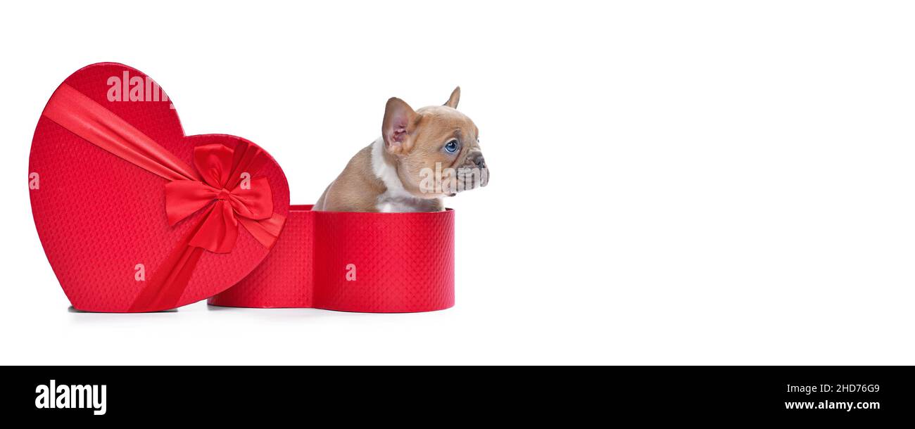 Banner di San Valentino con cucciolo di cane Bulldog francese che sbuccia dalla scatola regalo a forma di cuore rosso su sfondo bianco Foto Stock