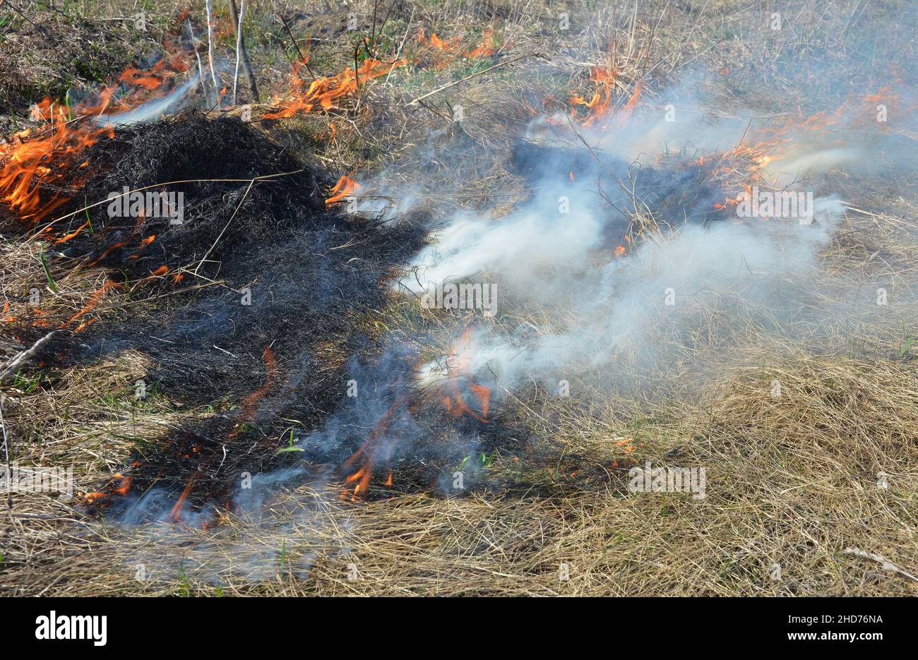 Pericolo di incendio di erba secca primaverile. L'erba e la paglia bruciati si trasformano rapidamente in un pericolo di incendio in primavera. Foto Stock