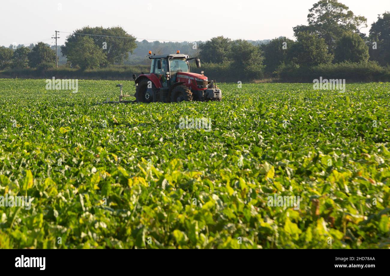 Trattore Massey Ferguson rosso nel campo della barbabietola da zucchero, Sutton, Suffolk, Inghilterra, Regno Unito Foto Stock