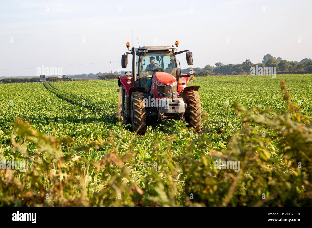 Trattore Massey Ferguson rosso nel campo della barbabietola da zucchero, Sutton, Suffolk, Inghilterra, Regno Unito Foto Stock
