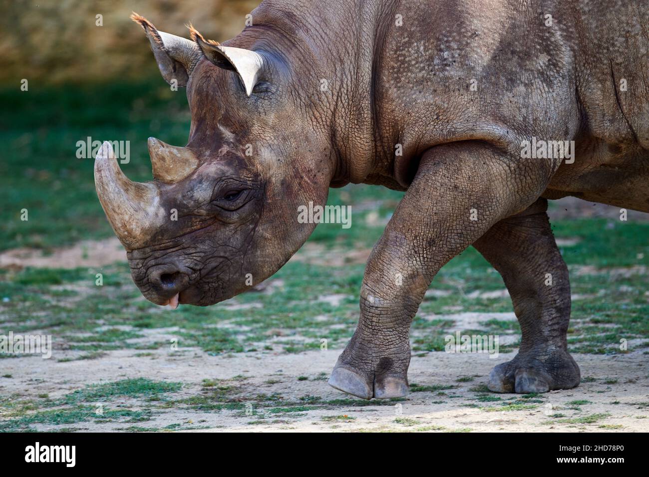 Ritratto nero di Rhinoceros maschio (Diceros bicornis), prigioniero. Bioparc Doué la Fontaine, Francia. Foto Stock