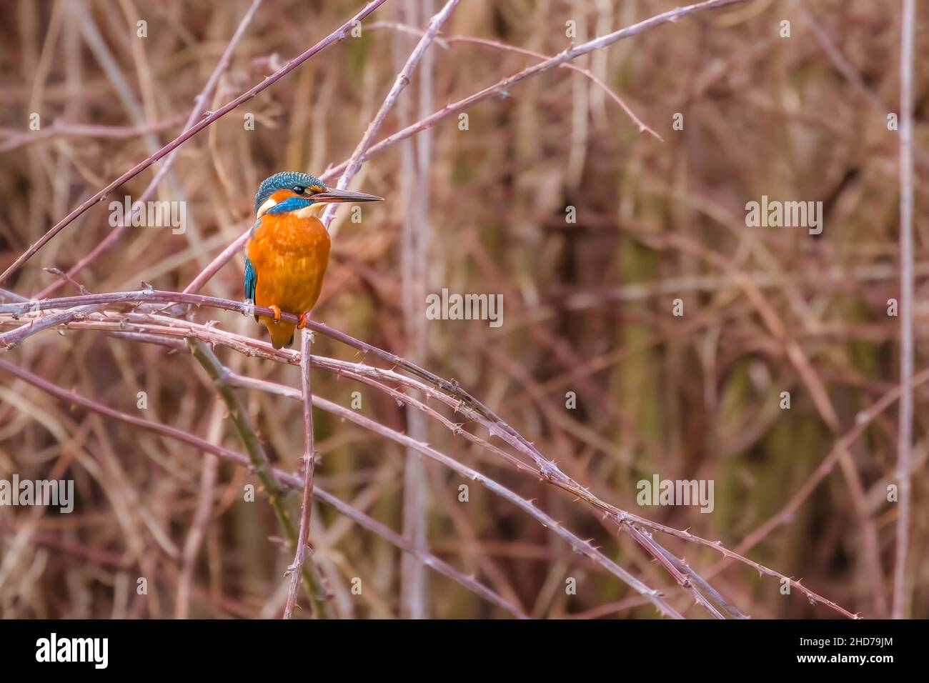 Kingfisher Foto Stock