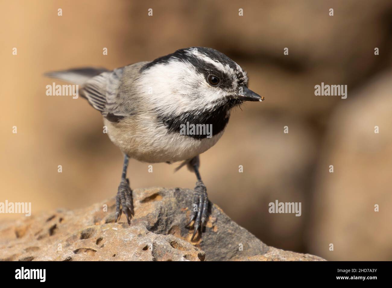 Montagna chickadee (Poecile Gambeli), Cabin Lake Viewing Blind, Deschutes National Forest, Oregon. Foto Stock