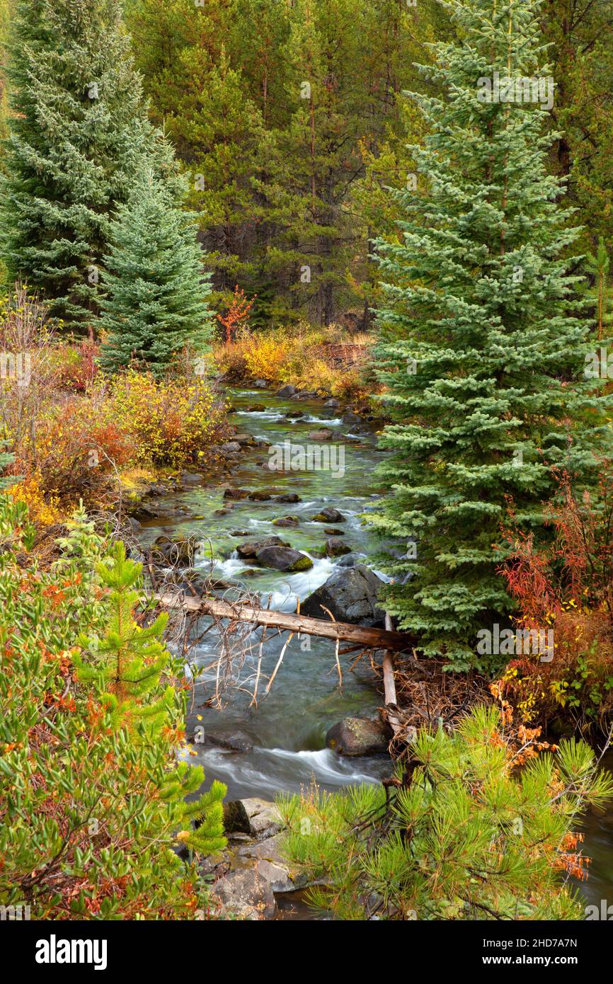 North Fork Tumalo Creek lungo South Fork Trail, Deschutes National Forest, Oregon. Foto Stock