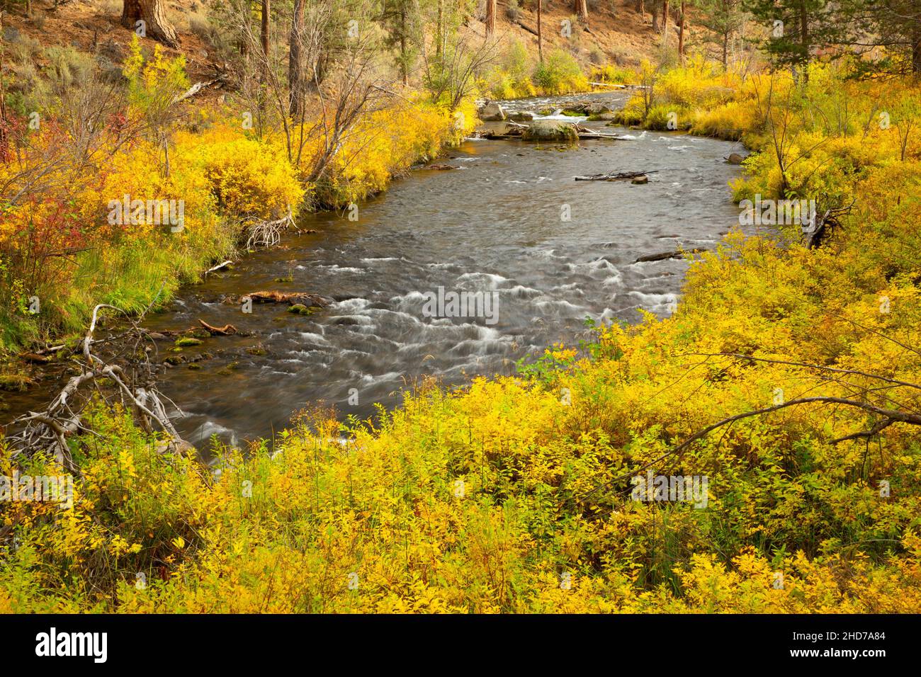 Tumalo Creek, Shevlin Park, Bend, Oregon. Foto Stock