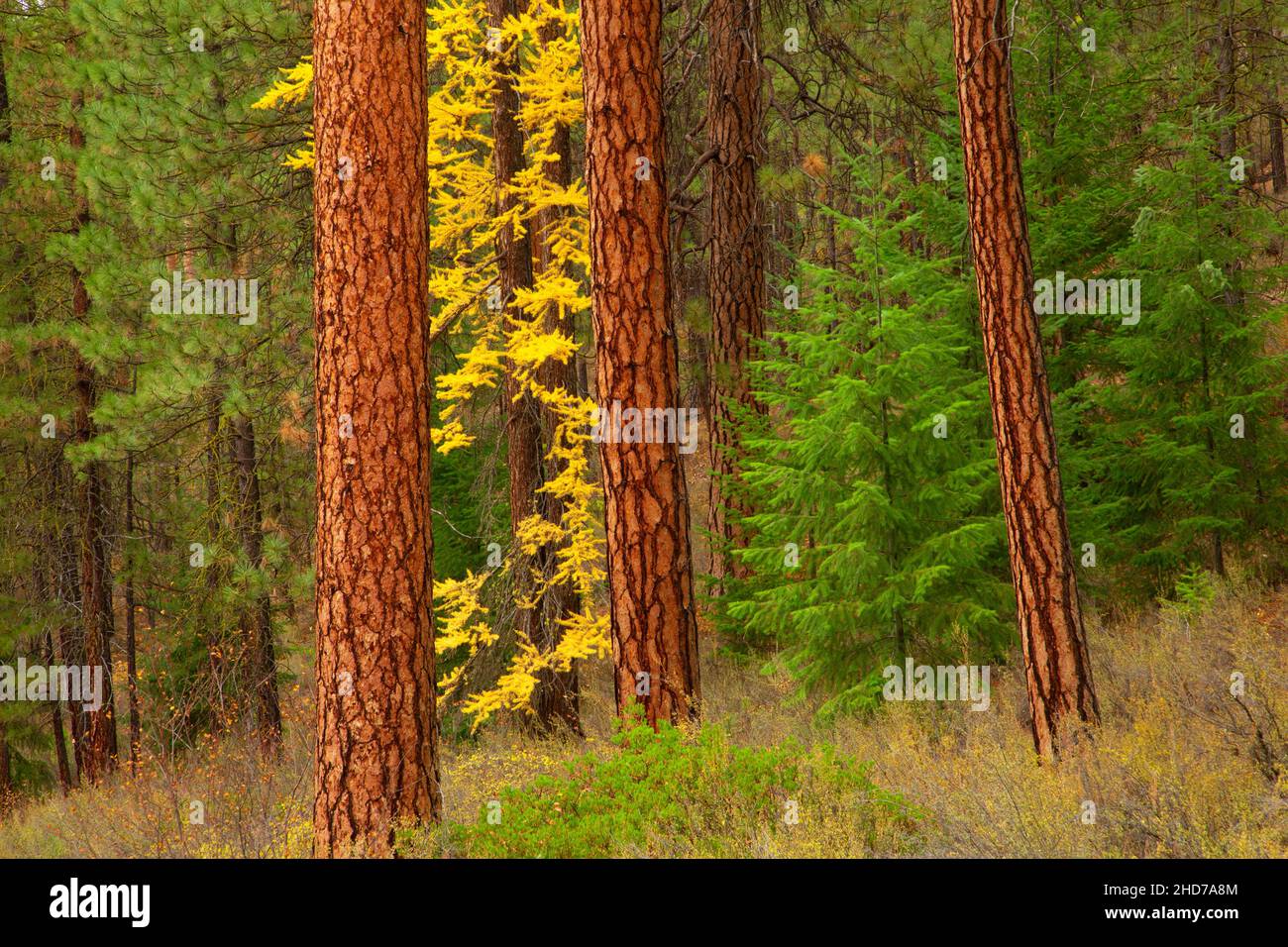 Pino Ponderosa (Pinus ponderosa) con Larice in autunno, Metolius Wild e Scenic River, Deschutes National Forest, Oregon. Foto Stock