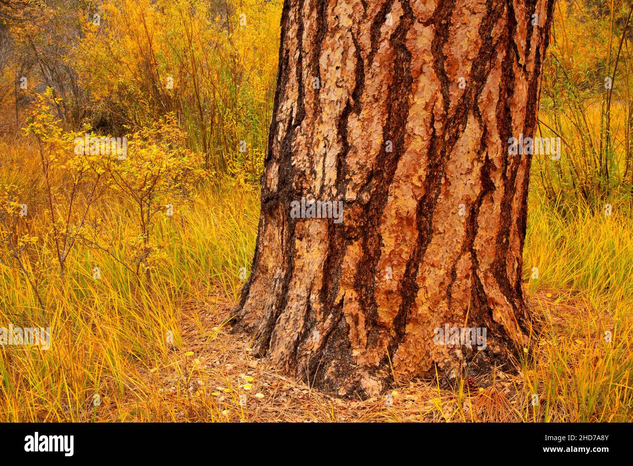 Pino Ponderosa (Pinus ponderosa), Parco Shevlin, Bend, Oregon. Foto Stock