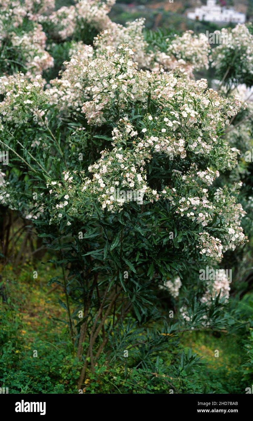 Guaidil (Convolvulus Floridus) è un grande arbusto endemico delle Isole Canarie. Foto Stock