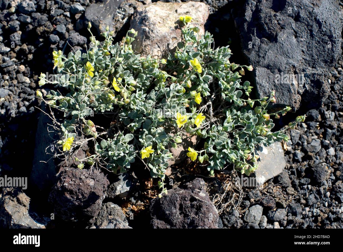 Turmero o jarilla Turmera (Helianthemum canariense) è un arbusto prostrato originario delle Isole Canarie e dell'Africa nordoccidentale. Questa foto è stata scattata Foto Stock