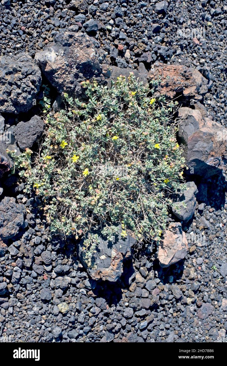 Turmero o jarilla Turmera (Helianthemum canariense) è un arbusto prostrato originario delle Isole Canarie e dell'Africa nordoccidentale. Questa foto è stata scattata Foto Stock