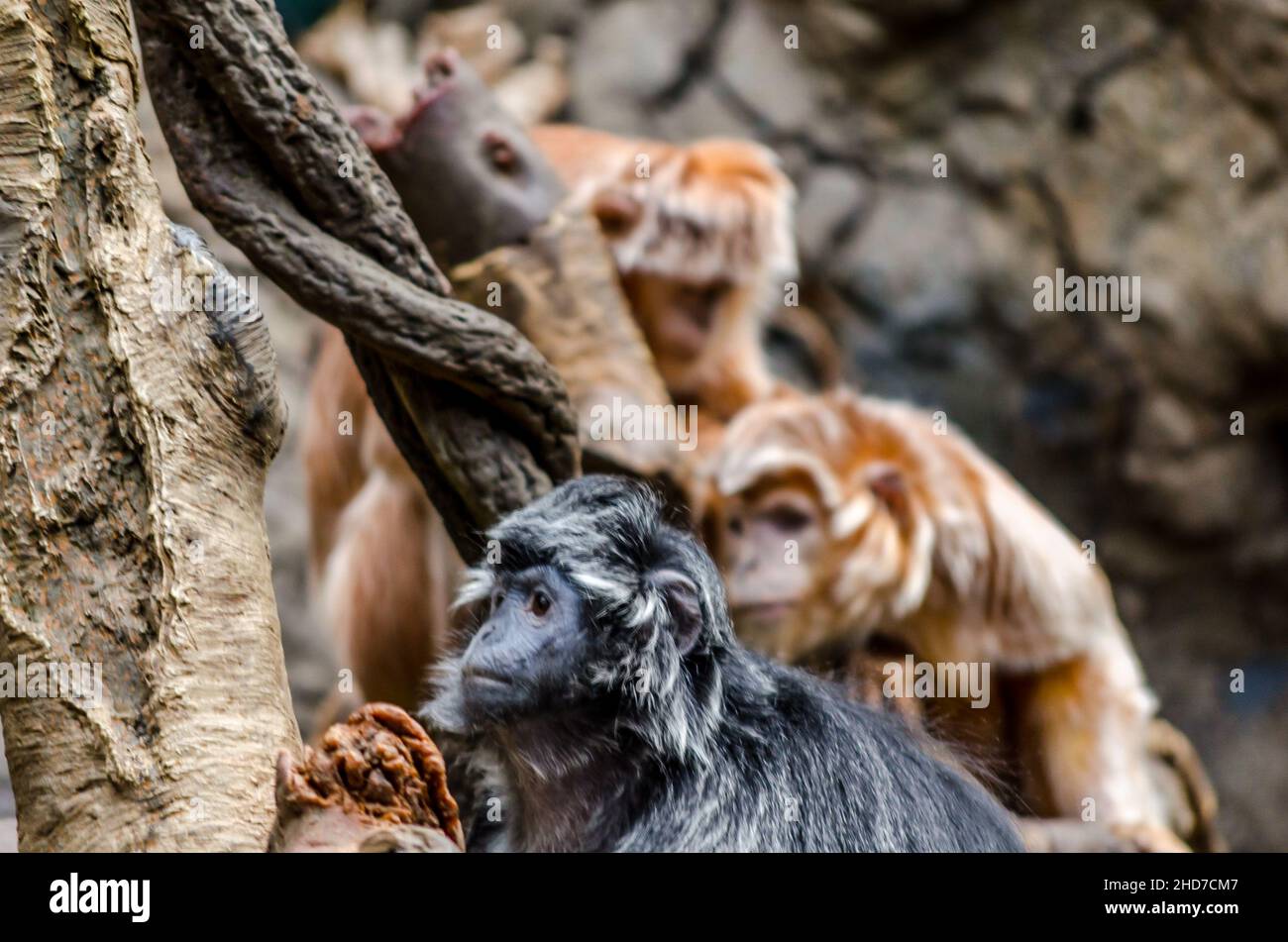 Scimmie Langur arancioni ed Ebony seduti su un labirinto di rami in una giungla asiatica. Stare fermi, fissando qualcosa e godendo il momento Foto Stock