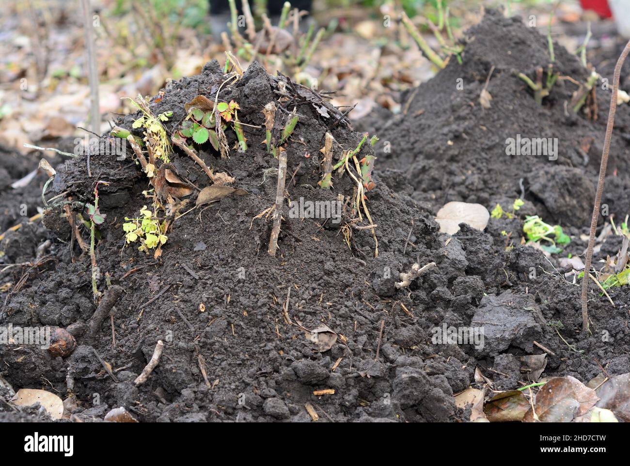 Autunno cura delle rose e winterizing. Montando rose potate con terreno e pacciame per proteggere cespugli di rose da gelate dure in inverno. Foto Stock