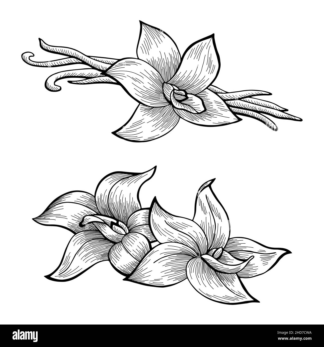 Baccello vaniglia fiore bianco nero isolato disegno vettore illustrazione set Illustrazione Vettoriale
