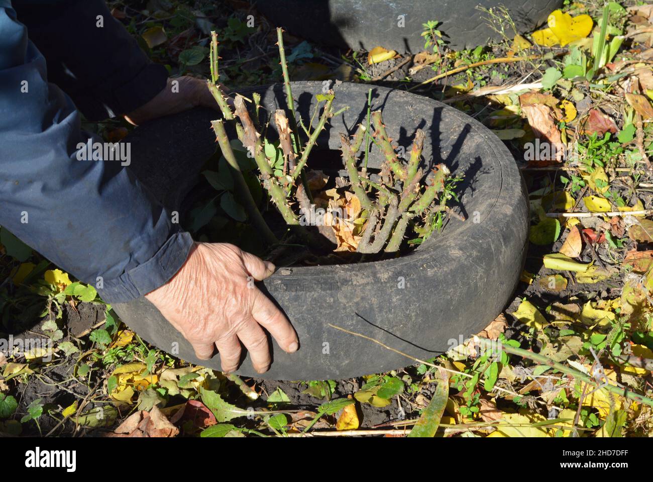Protezione invernale delle rose. Un giardiniere sta preparando un rifugio invernale di rose fatto di un vecchio pneumatico, suolo o pacciame auto per far tumefare il cespuglio di rose. Foto Stock
