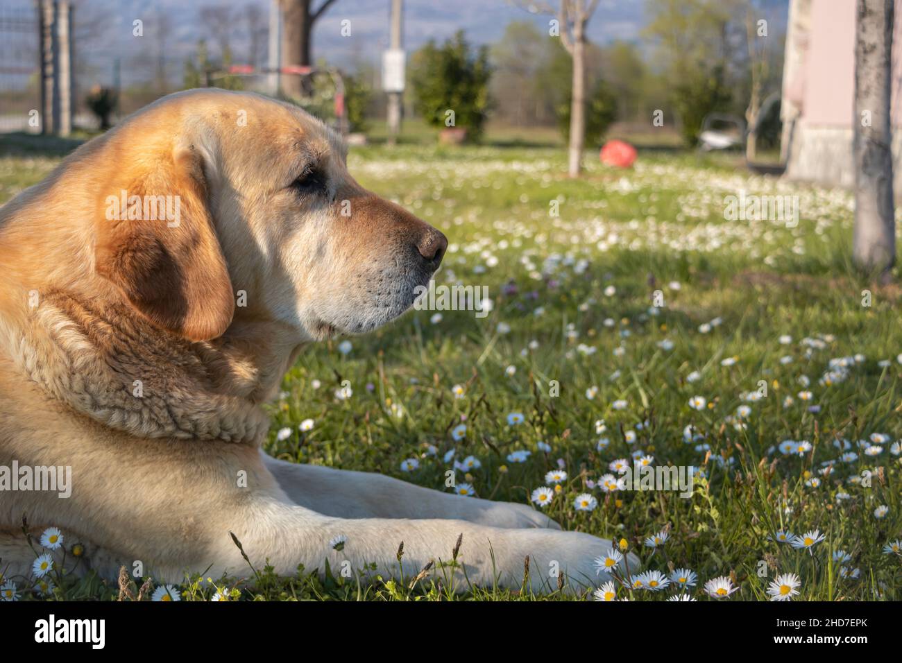 Cane che gode il sole estivo Foto Stock