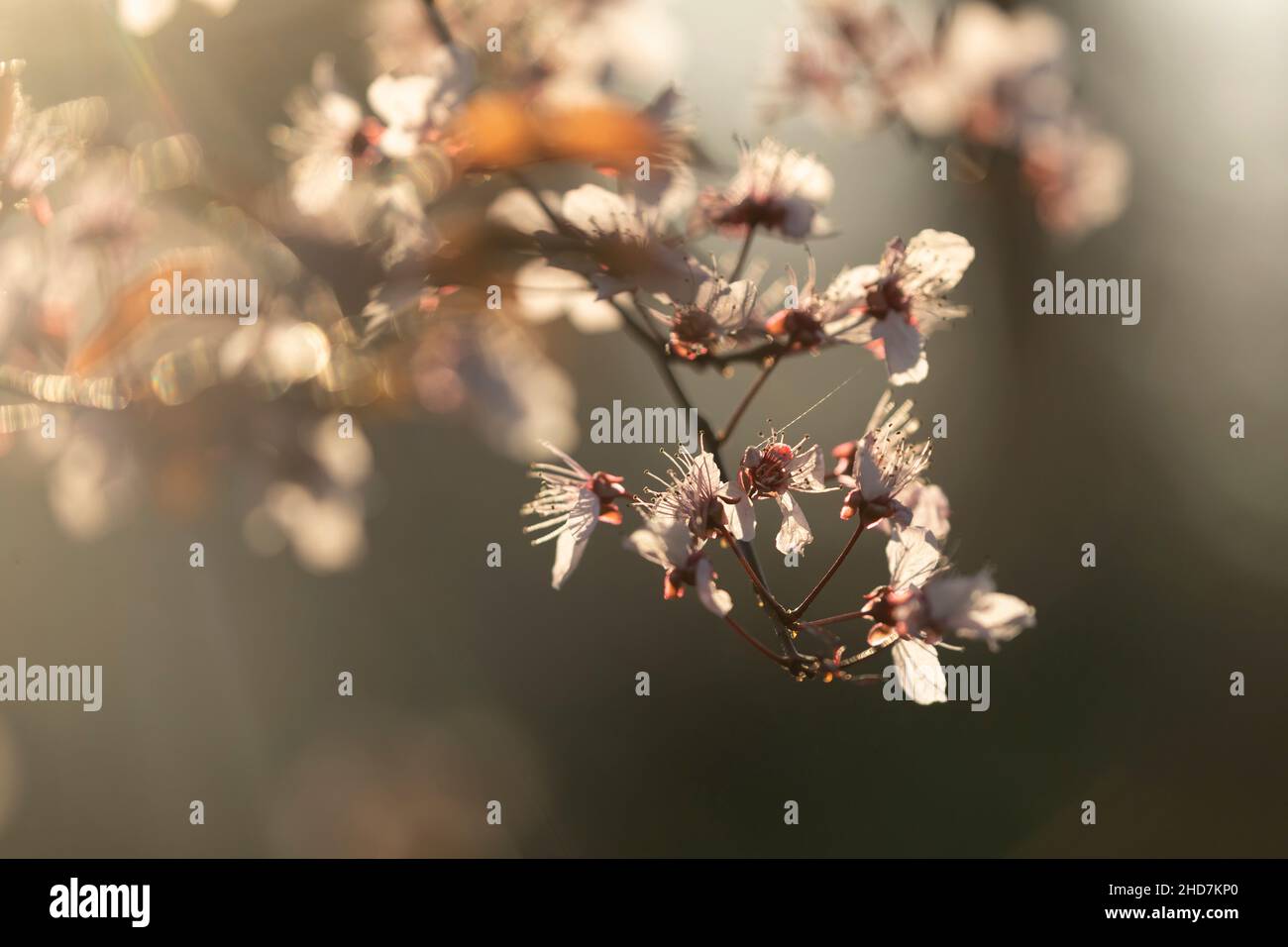 Fiori della specie Prunus cerasifera o prugna di ciliegia, appesi, contro la luce, dai rami del suo albero, in primavera, nel Parque del Buen Foto Stock