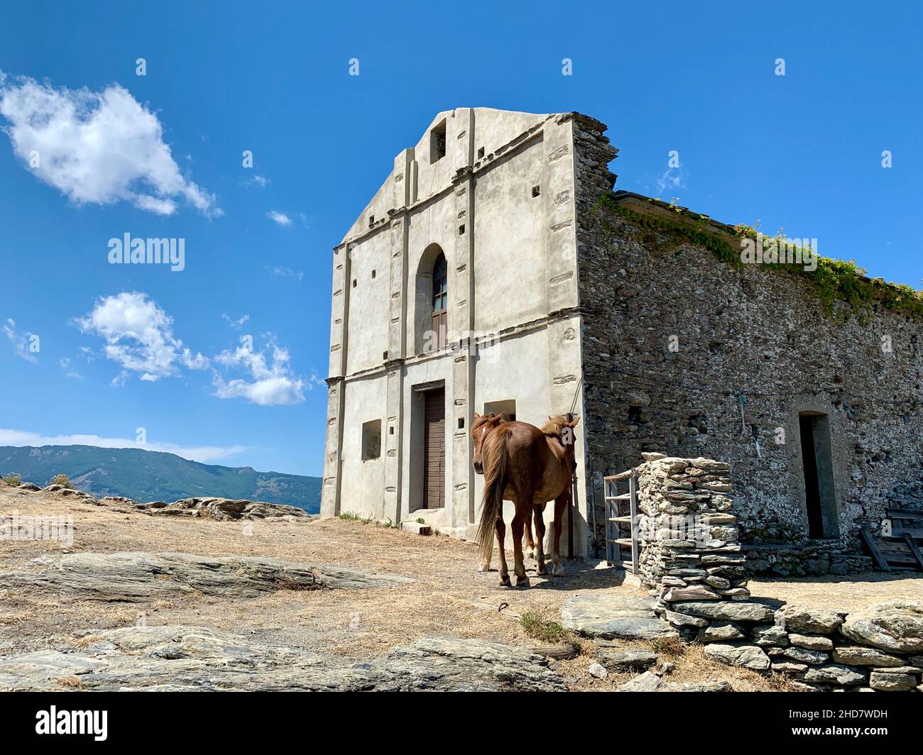 Cavalli di fronte alla Cappella di San Bertuli a Monacia-d'Orezza. Castagniccia, Corsica. Foto Stock