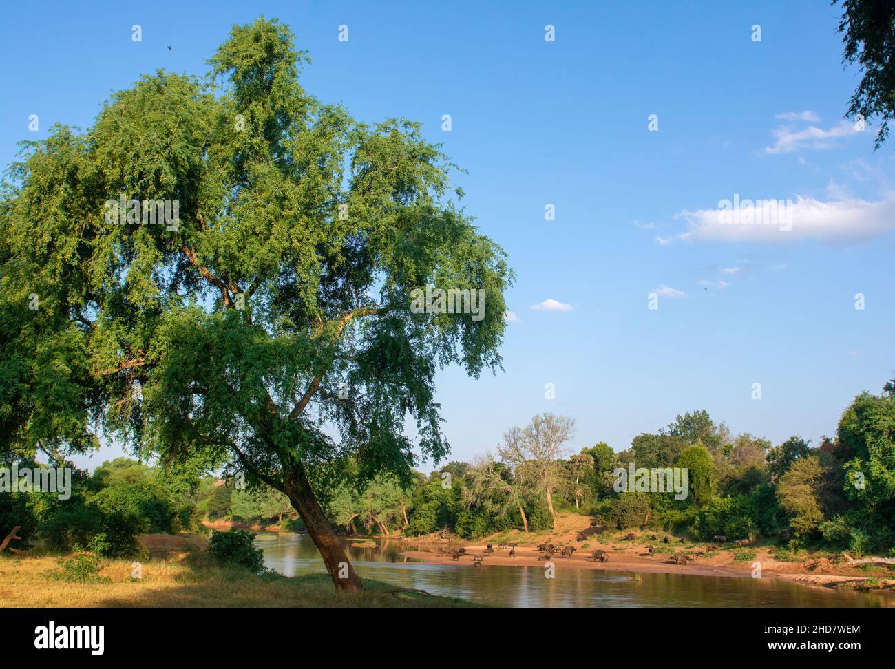 Serata lungo il fiume Luvuvhu nel nord di Kruger, Sudafrica Foto Stock
