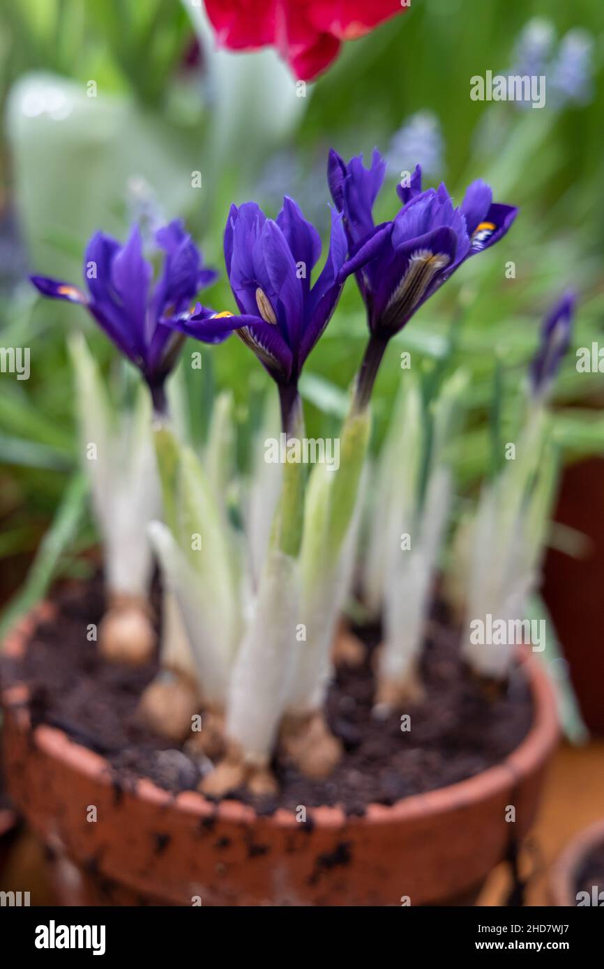 Piccoli fiori primaverili nel giardino. Minuscoli iridi viola-blu in una pentola di argilla, iris reticulata o nana iris, pianta bulbosa Foto Stock