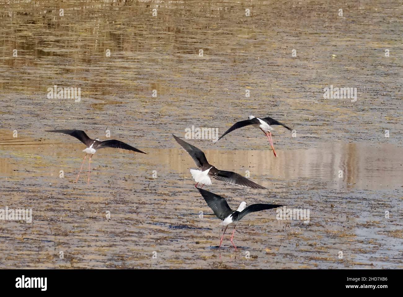 Riserva Naturale di Sentina, Cavalieri d'Italia in volo, Himantopus Himantopus, Benedetto del Tronto, Marche, Italia, Europa Foto Stock