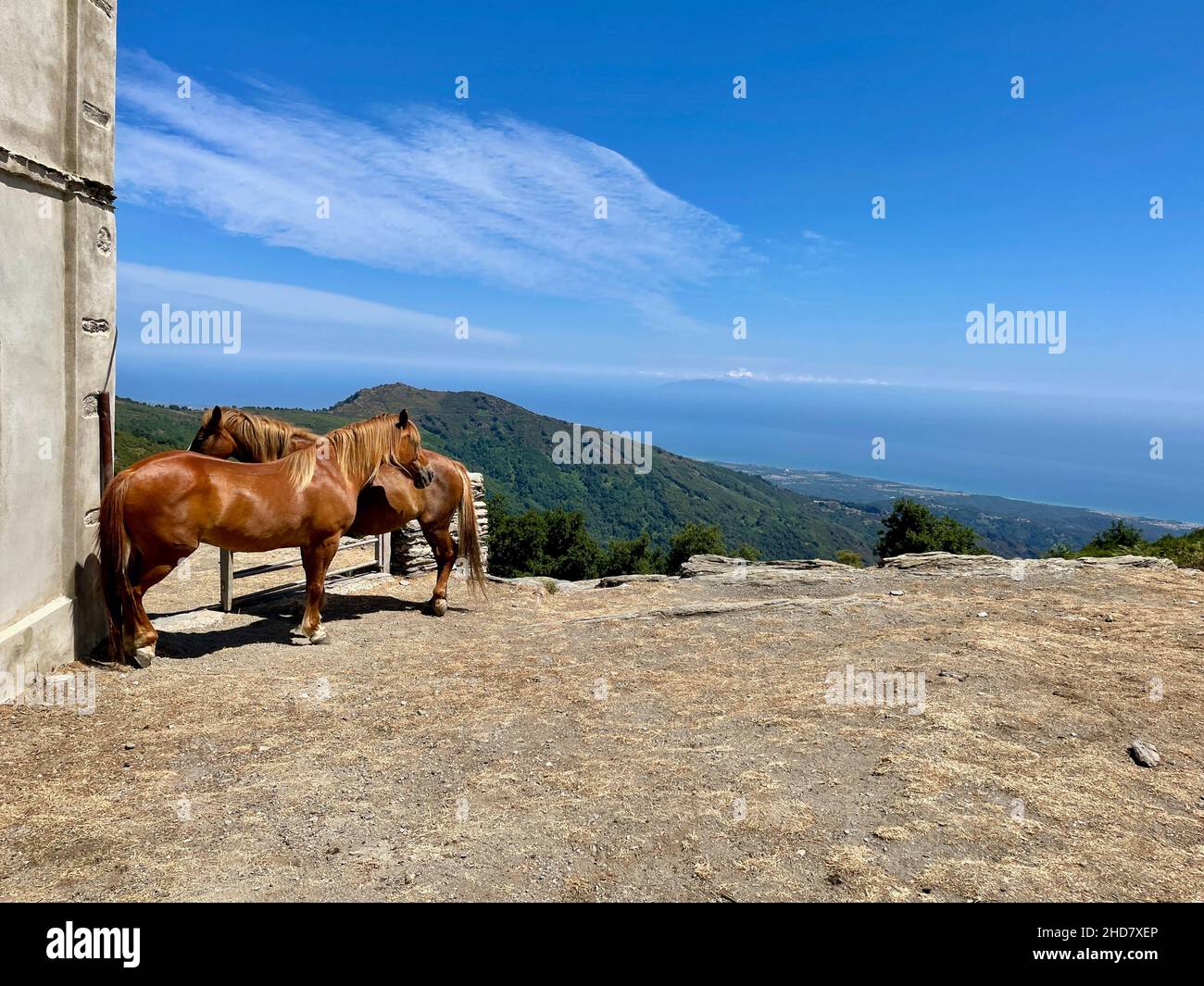 Cavalli di fronte alla Cappella di San Bertuli in Monacia-d'Orezza, mare sullo sfondo. Castagniccia, Corsica. Foto Stock