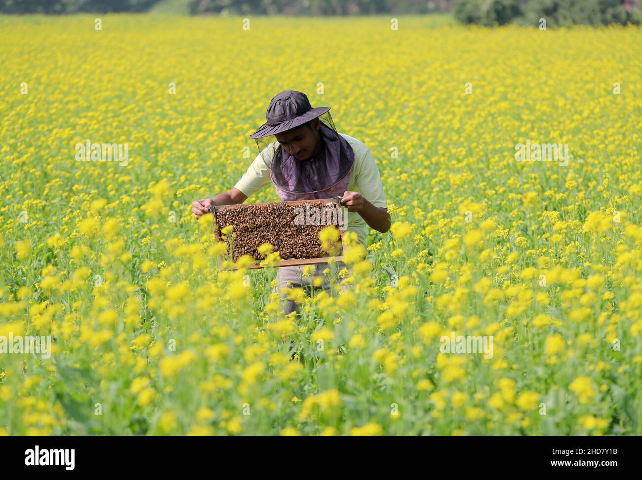 Il campo è ora nel campo della raccolta del miele. Il campo dopo il campo è riempito di colore giallo. Senape di grano d'oro d'inverno Dhaka Bangladesh Foto Stock