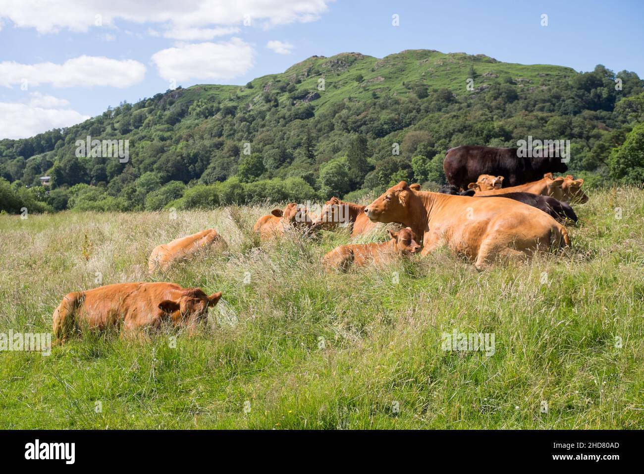 Una mandria di mucche di bestiame rilassante giacendo in erba in giorno di sole con Lake District campane sullo sfondo Foto Stock