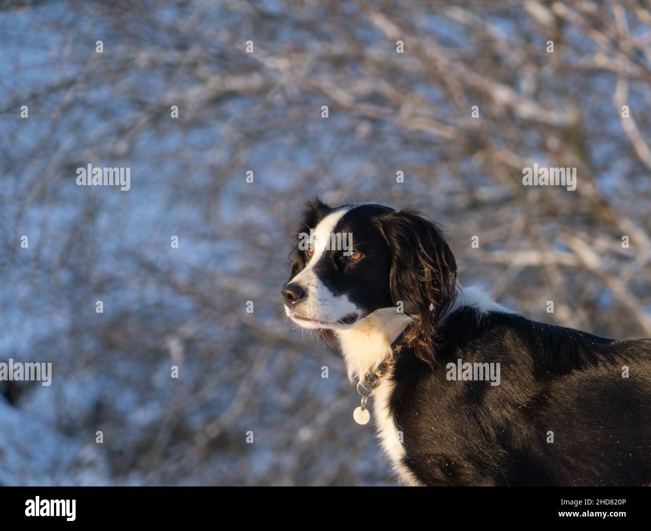 Un cane sprollie (springer spaniel attraversato con collie di confine) Foto Stock