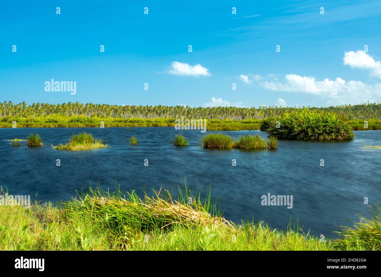Laghetto tropicale con acqua dolce in una luminosa giornata di sole a Icacos, Trinidad nei Caraibi Foto Stock Laghetto tropicale con acqua dolce in una luminosa giornata di sole a Icacos, Trinidad nei Caraibi Foto Stock