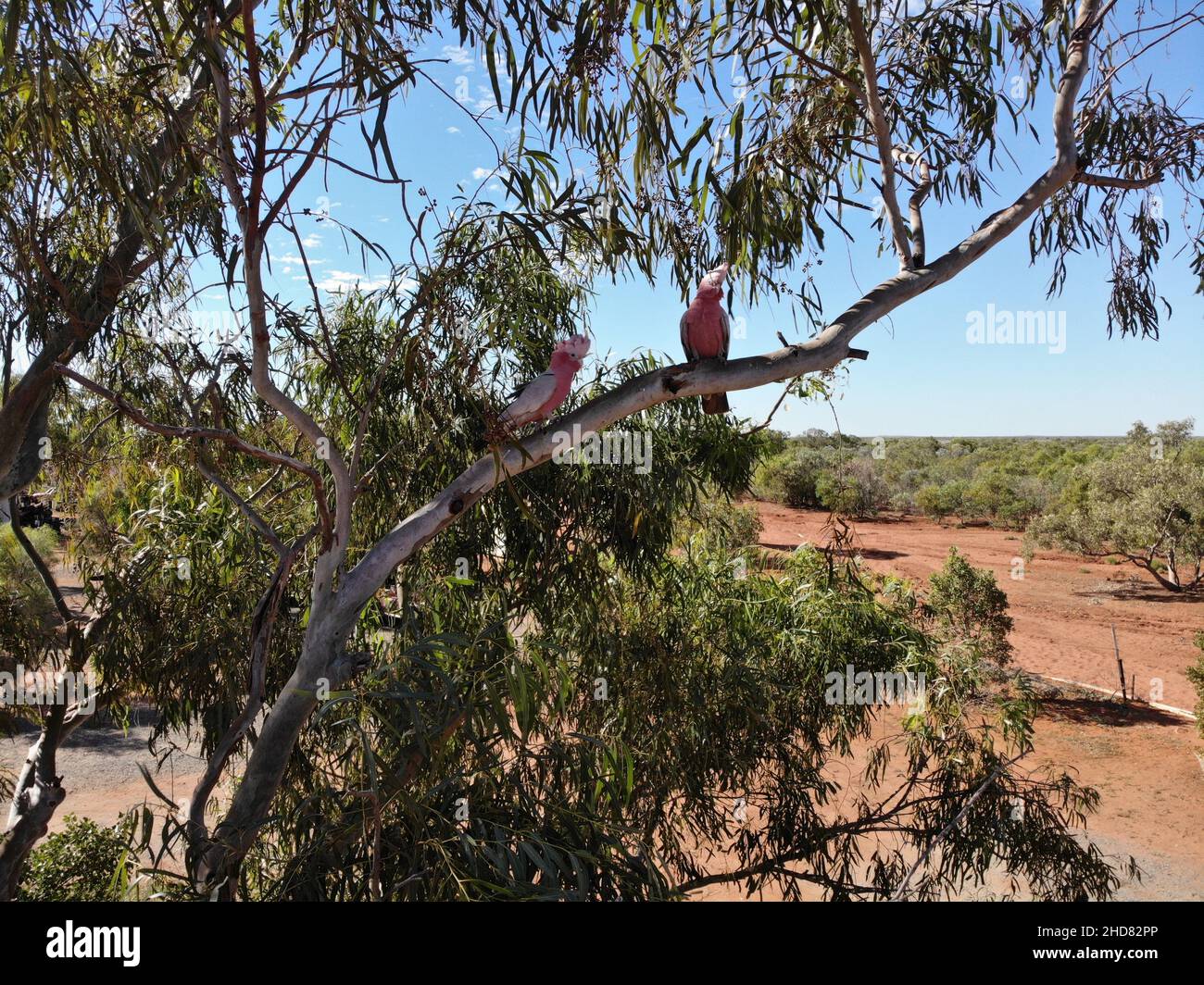 Creato dalla fotocamera dji, due cockatoo nel Pilbara Foto Stock