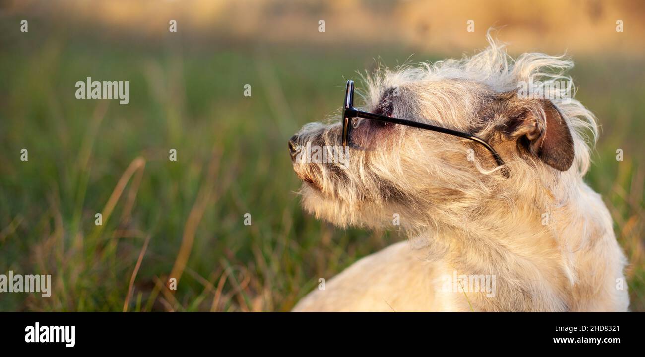 Faccia del cane divertente Super con gli occhiali sull'erba verde. Guardando a lato - spazio per il testo. BANNER WEB Foto Stock
