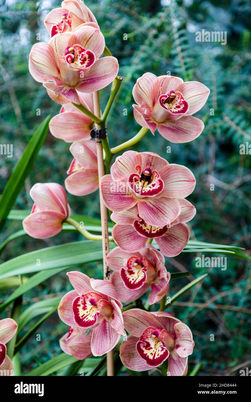 Orchidea Cymbidium Natale gioia 'Salmon' Foto Stock