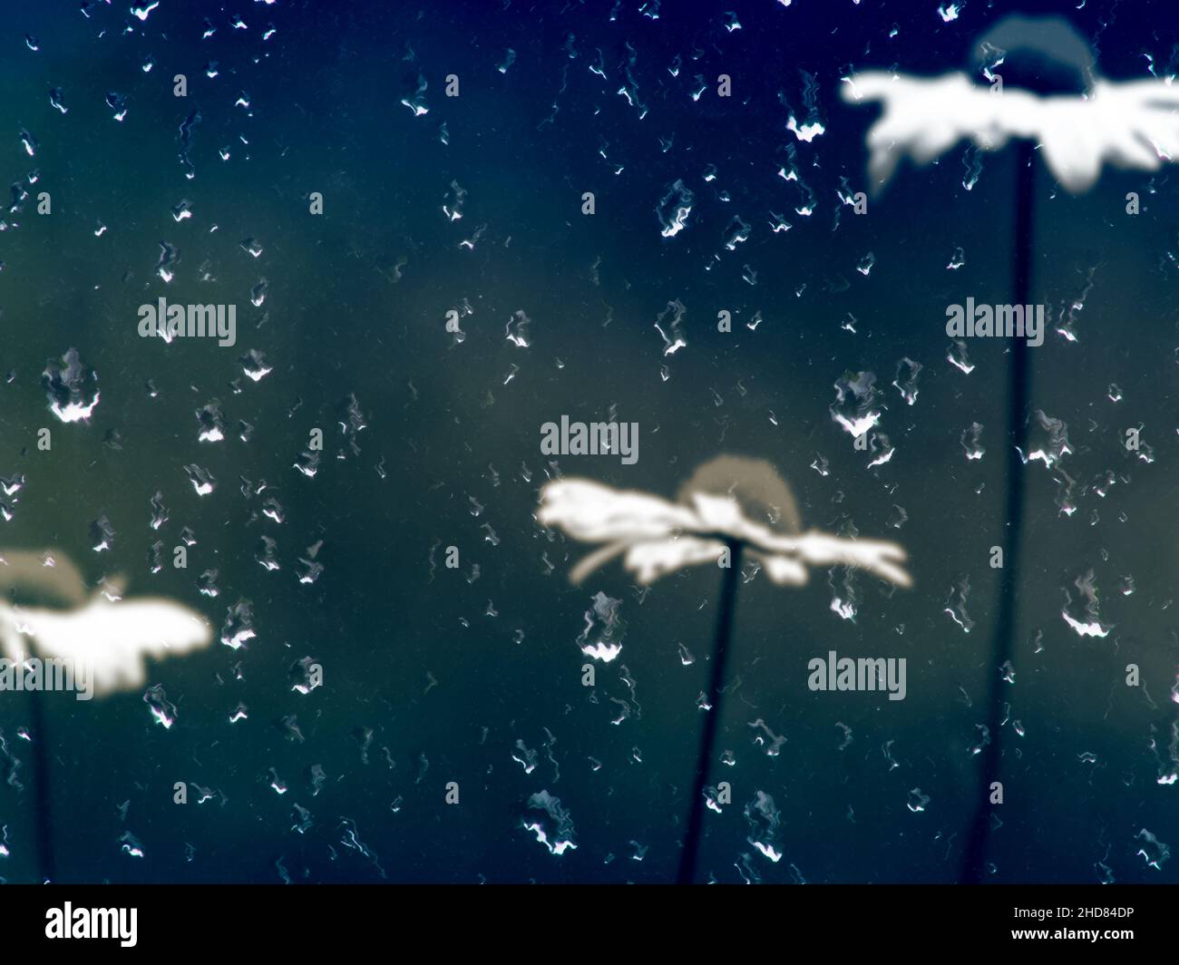 Flora : margherite piovose Foto Stock